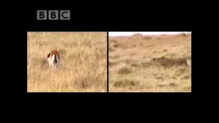 Гепард срещу Газела Bbc Wildlife 