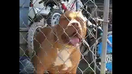 Big Dog Kennels - Pitbull