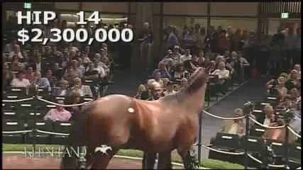 Продажба на Състезателен Кон ~ Hip 14 Sells for 4 .2 Million