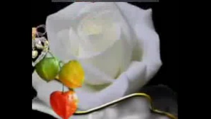 Trandafiri Florile Iubirii