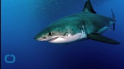 'Sharks Don't Like to Eat People': Attack Statistics Contradict Untested Theories