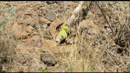Man vs. Wild - Texas - Rattlesnake Encounter
