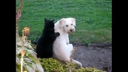 Котка прави масаж на Куче