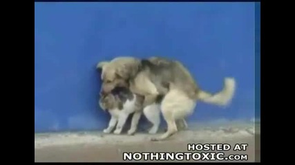 куче и котка правят 
