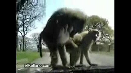 Маймунки се катерят по двъжеща се кола
