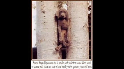 funny animals
