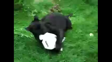 Черна Пантера си Играе 
