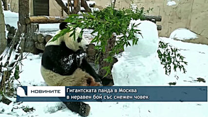 Гигантската панда в Москва в неравен бой със снежен човек