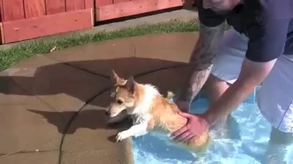 Crazy Evil Dog 