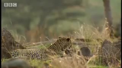 Леопард слещу зебра