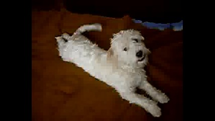 Rexsi