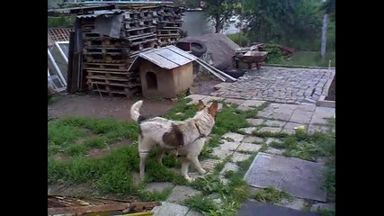 Моето Куче
