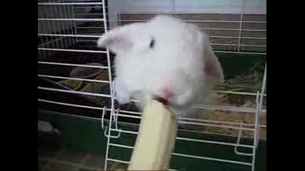Cладко зайче яде банан