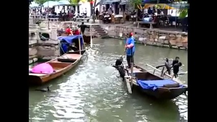 Дресирани корморани ловят риба в реката!