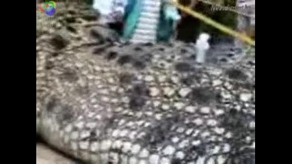 Най - гигантския крокодил виждан някoga 