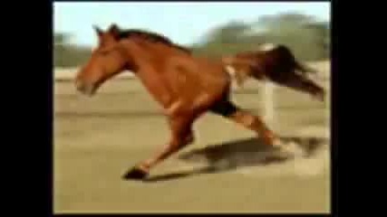 Retarded Running Horse (original)