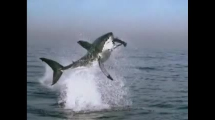 Атаката на акулата