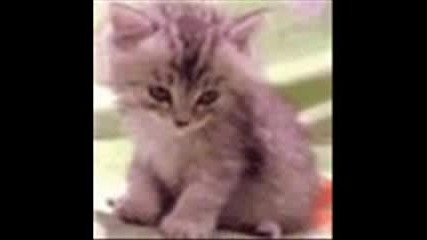 Сладки Котета 2