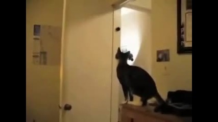 Луди котки