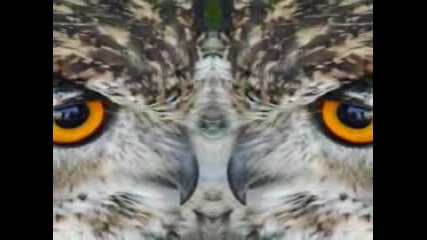 Donovan. - Catch The Wind + Owls And Hawk 