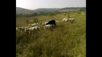 един пастир в гората - кози