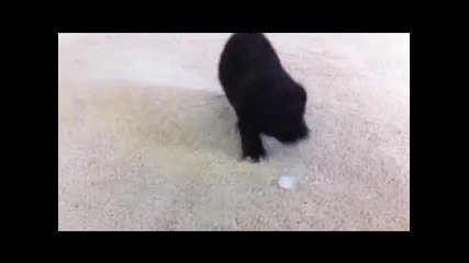 Кученце си играе със кубче лед смях 