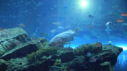 Дубай - The Aquarium at Dubai Mall 