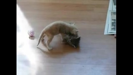 kitten surprise 
