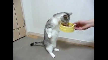Котка се храни права