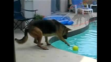 куче пада в басейн докато се опитва да вземе топката