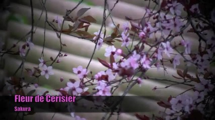 Fleur de Cerisier sakura