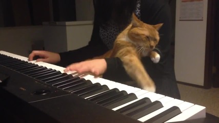 Котка търси внимание