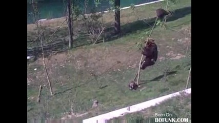 Как се спасява малко мече, което е изпаднало в беда?