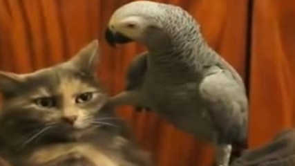 Нахален папагал тормози котка