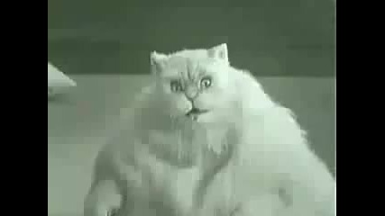 Дебела котка Денси!!!! [ qkoo smqh ]