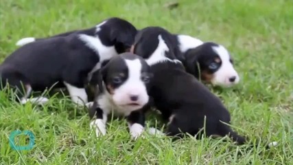 Long Tail: Dogs May Have Lived 30,000 Years Ago