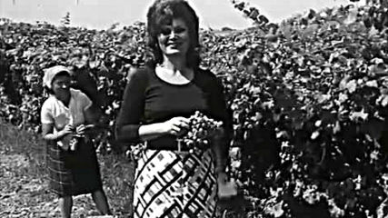 Mira Vasiljevic - Aj ja sam secer