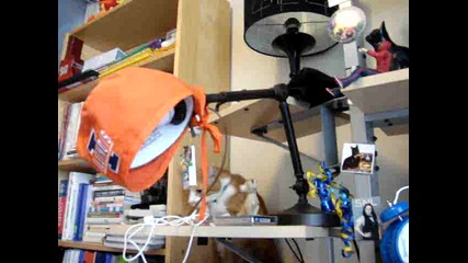 Fat Cat Cant Climb Shelves