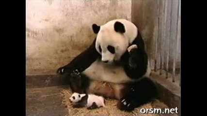 Панда се стряска от кихането на малкото си ! Смях ;-d