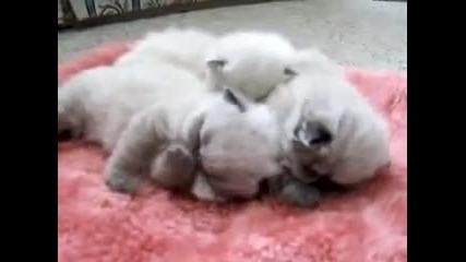 сладки котенца
