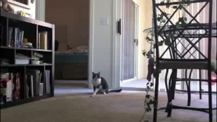 Котка Мрази Китара