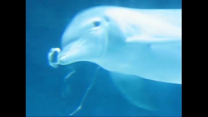 Делфин си играе с рингове във водата