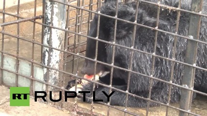Russia: Residents fearful of 'vegetarian' bears living in suburb of Khabarovsk
