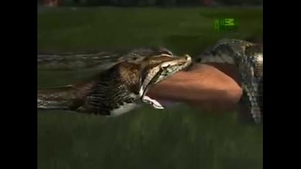 Snake Regurgitates Antelope