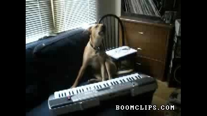Dog Plays With A Keyboard