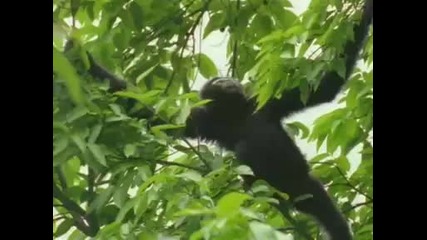 Land Of The Tiger - Monsoon Forests part 1 