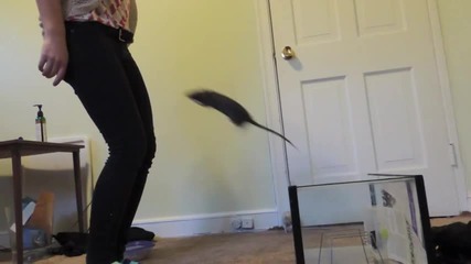15 Incredible Rat Tricks
