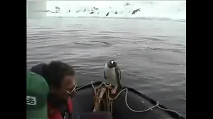 Сладко пингвинче избяга от косатки 