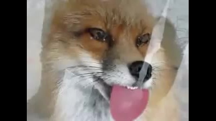 Fox licking Window - Лисица ближе стъклото на прозореца...!!а 