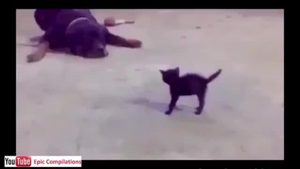 Забавни моменти с котки